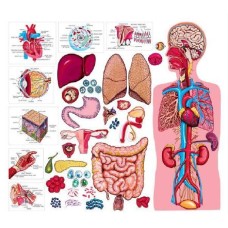 Human Body
