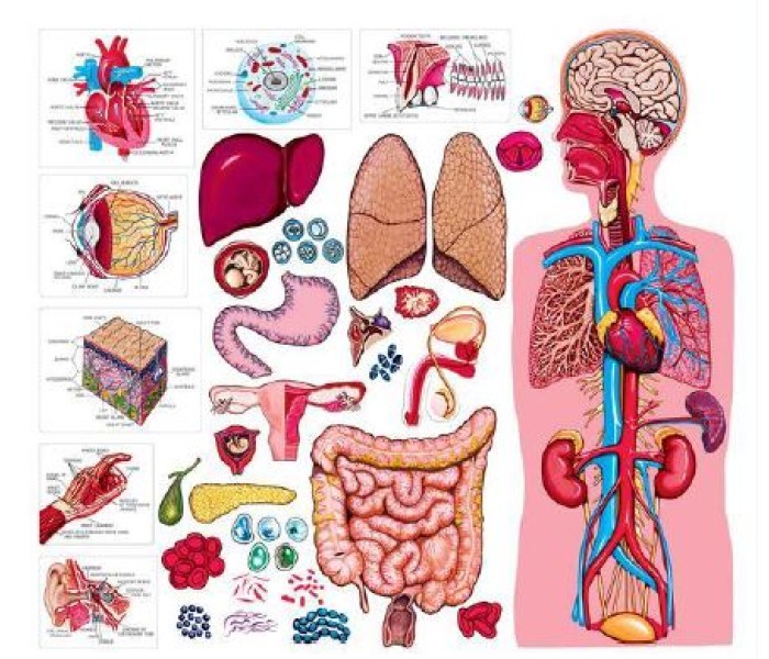 Human Body